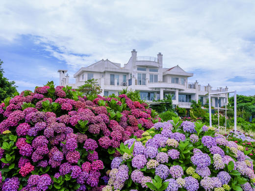 6月21日韩国【济州岛免签】韩风来袭、浪漫绣球花海岸线5天摄影（广州直飞） 商品图0