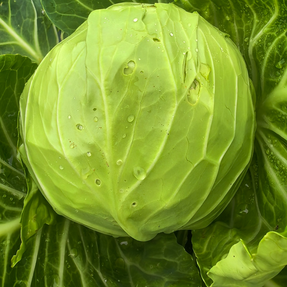 【有机时蔬】有机甘蓝/包菜/圆白菜5斤装，现摘现发（默认顺丰;下单后48小时左右发货，急件慎拍‼）