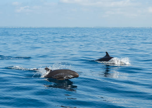 12.9确定出发【斯里兰卡】锡兰追鲸世遗风光8天摄影<环球寻梦> 商品图10