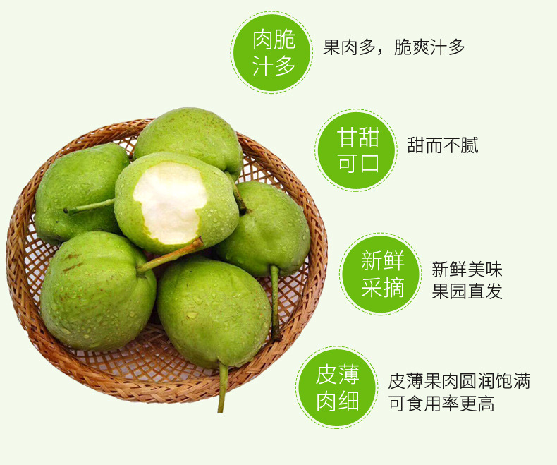 早酥梨_04.jpg