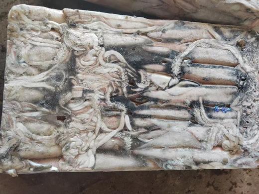 5号海钓鲜鱿鱼5千克 商品图2