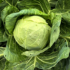 【有机时蔬】有机甘蓝/包菜/圆白菜5斤装，现摘现发（默认顺丰;下单后48小时左右发货，急件慎拍‼） 商品缩略图2
