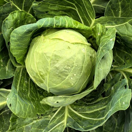 【有机时蔬】有机甘蓝/包菜/圆白菜5斤装，现摘现发（默认顺丰;下单后48小时左右发货，急件慎拍‼） 商品图2