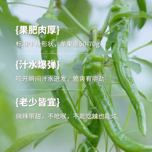 【无忧农场牛角椒鲜辣椒2000克 】农科院专家陈爱民指导研发 微辣口味 不呛喉 商品图1