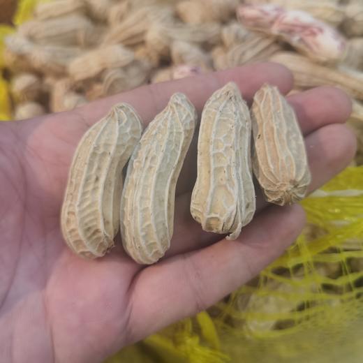 云南七彩花生/黑花生  新鲜生花生 嫩香甜 水分足 商品图2