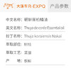 朝鲜崖柏精油 Thuja Koraiensis Nakai 朝鲜直采 原料批发 大篷车精油 商品缩略图2