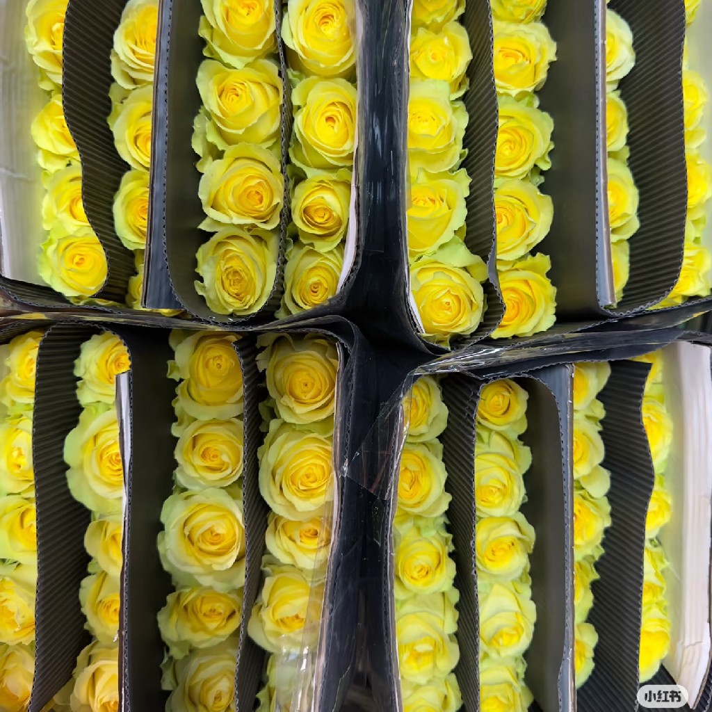 玫瑰 浪漫沙滩C60Cm