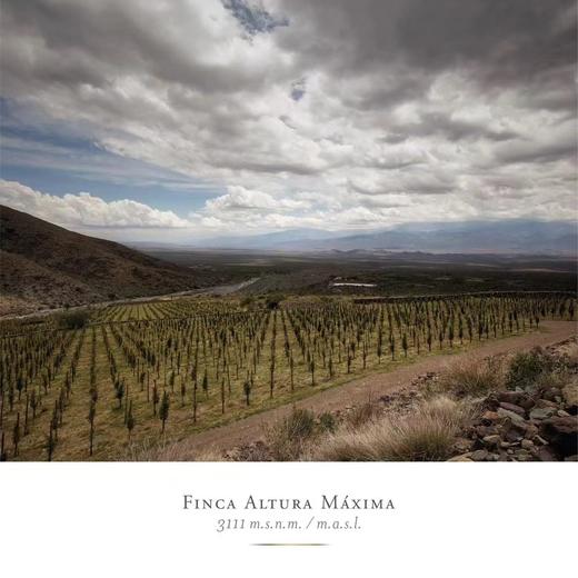 【Colomé】佳乐美世界之巅长相思干白 高分酒 来自全球海拔醉 高的阿根廷3111米葡萄园 少量出口中国配额  彰显品质与攀登高峰的决心和精神 年份随机发货 偏远地区不发或联系客服 商品图5