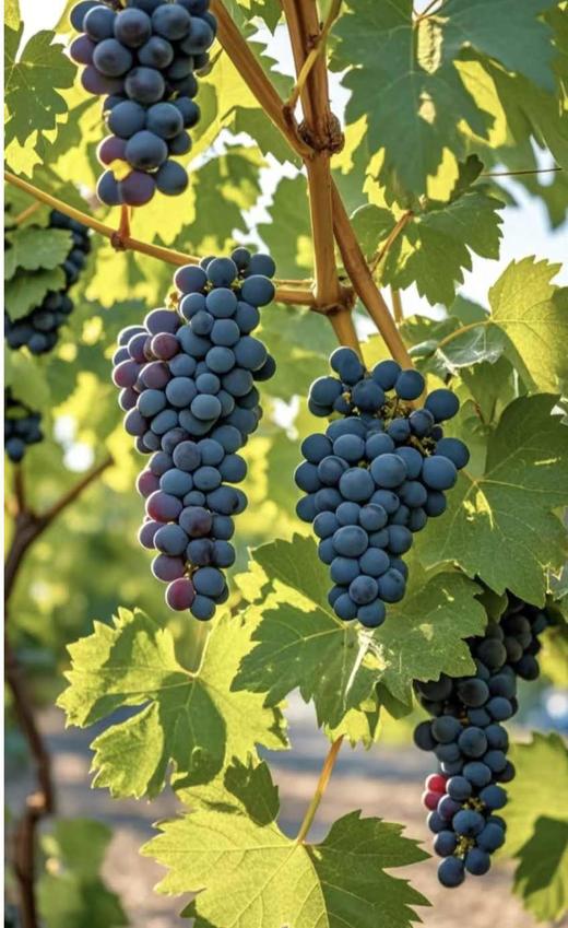 玫瑰香葡萄 商品图2