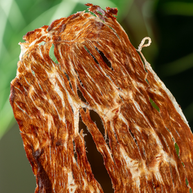 食味的初相雪花牛脆片|一罐≈一斤新鲜和牛肉！奶香酥脆贼上头