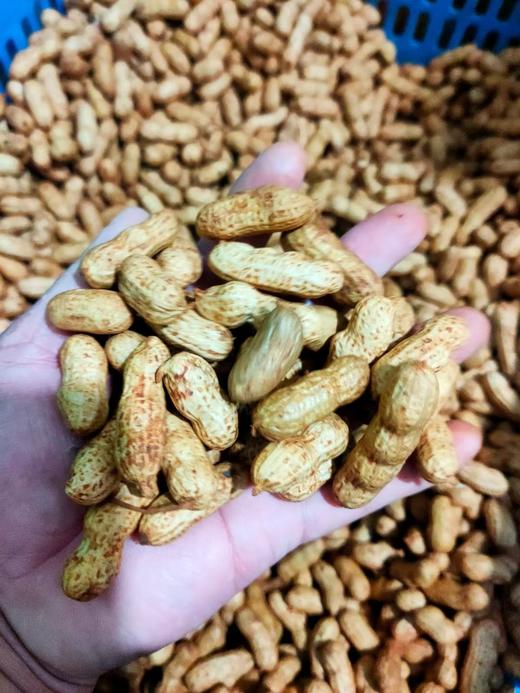 新鲜花生，1斤， 商品图1