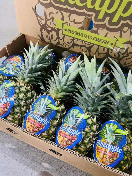 【聚划算】14.9元一颗 蓝孔雀凤梨（三斤左右） 商品图1