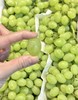青提 商品缩略图0