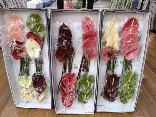 随机混搭花烛红掌一箱 商品图9