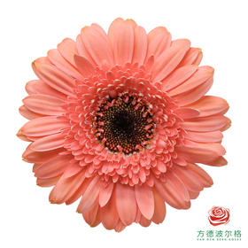 非洲菊 蒙娜  XS 10枝一扎