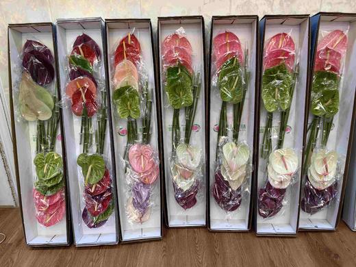 随机混搭花烛红掌一箱 商品图8