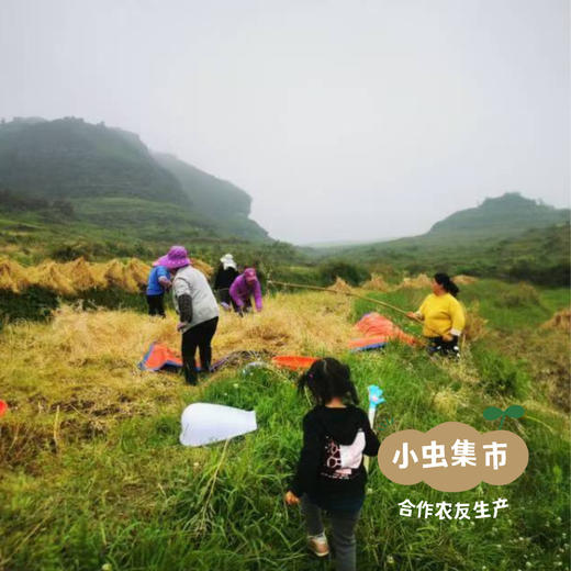 野放老品种菜籽油 2.5L | 合作农友生产，来自贵州贵阳，生产者：杨婧懿 *【公平贸易农人定价】 商品图14