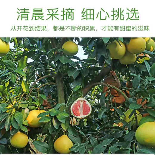 福建三红蜜柚果肉饱满/味甜多汁 商品图3