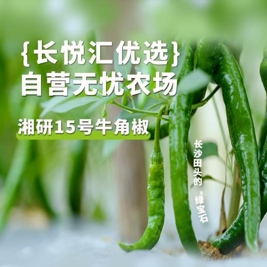【无忧农场牛角椒鲜辣椒2000克 】农科院专家陈爱民指导研发 微辣口味 不呛喉 商品图0