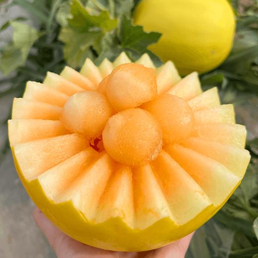 【社群专享】陕西民勤蜜瓜 芳香浓郁 肉厚多汁 商品图4