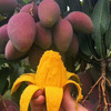 挂树上的彩虹！海南贵妃芒 皮薄肉厚 果香超浓郁 商品缩略图2