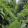 生态茄子（农场直发-顺丰包邮）| 3斤装，来自成都郫都【原乡农场，自产自销】 商品缩略图2