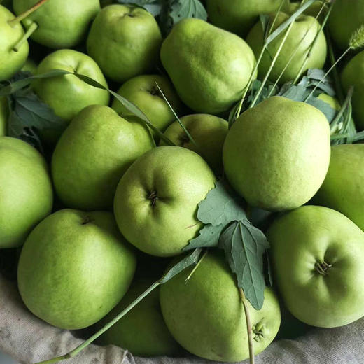 【脆甜多汁，果肉圆润饱满】陕西早酥梨新鲜青皮梨子 当季时令孕妇水果 一整箱包邮-QA 商品图1