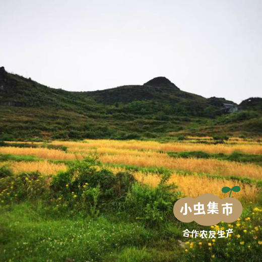 野放老品种菜籽油 2.5L | 合作农友生产，来自贵州贵阳，生产者：杨婧懿 *【公平贸易农人定价】 商品图12