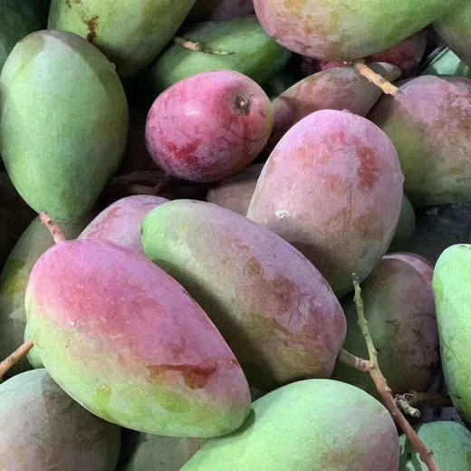 挂树上的彩虹！海南贵妃芒 皮薄肉厚 果香超浓郁 商品图5