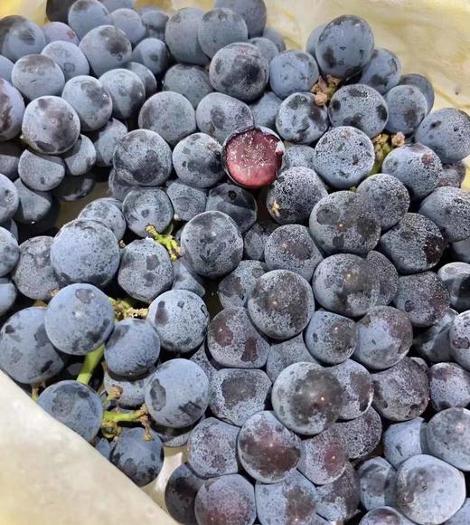 玫瑰香葡萄 商品图1