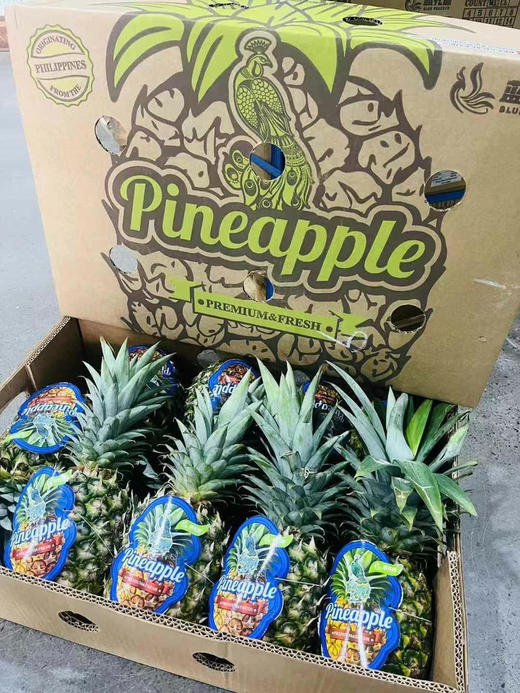 【聚划算】14.9元一颗 蓝孔雀凤梨（三斤左右） 商品图2