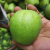 【脆甜多汁，果肉圆润饱满】陕西早酥梨新鲜青皮梨子 当季时令孕妇水果 一整箱包邮-QA 商品缩略图0