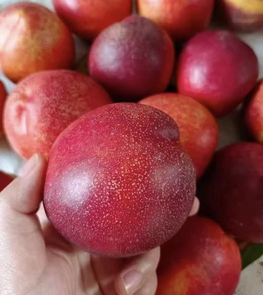 红油桃（盒） 商品图2