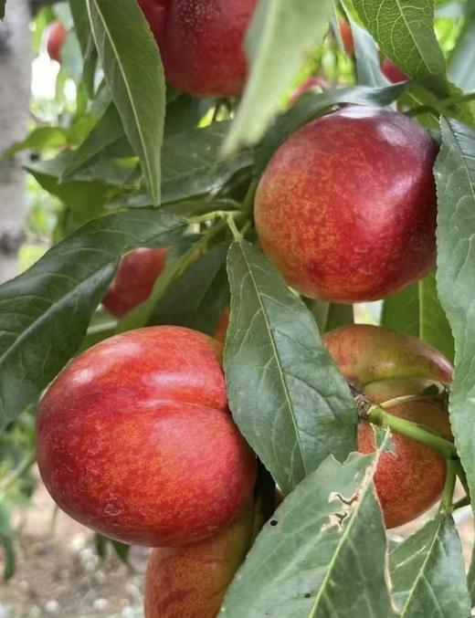 红油桃（盒） 商品图3