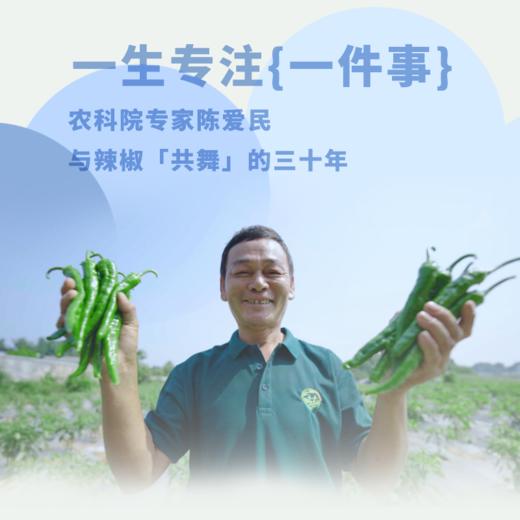 【无忧农场牛角椒鲜辣椒2000克 】农科院专家陈爱民指导研发 微辣口味 不呛喉 商品图2