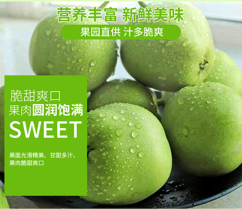 早酥梨_03.jpg