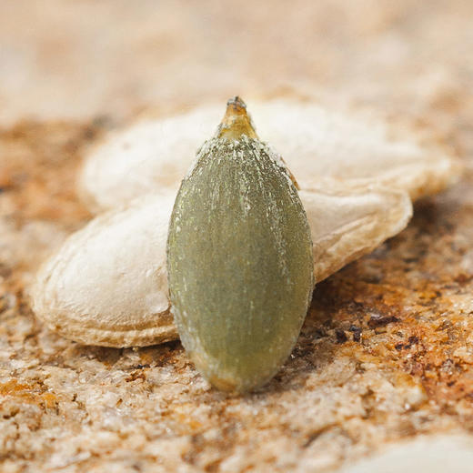 老闫家毛边南瓜子新货炒货坚果68g三袋装盐焗味 商品图4