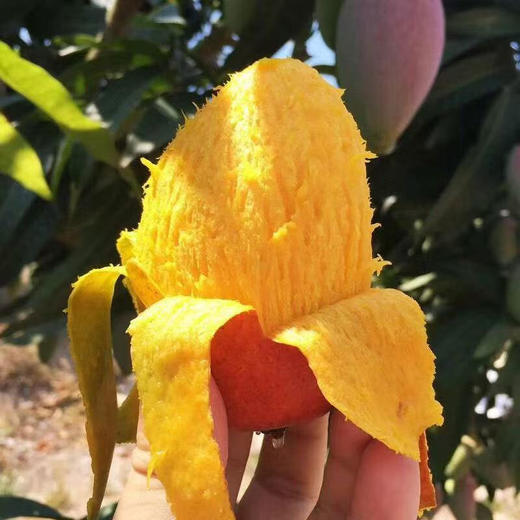 挂树上的彩虹！海南贵妃芒 皮薄肉厚 果香超浓郁 商品图1