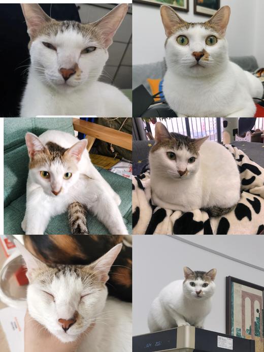 【猫咪鲜粮总汇】8拼主食鲜粮湿粮100克一包装/制熟发货常温保存开袋即食 商品图3