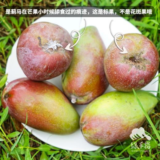 生态楚雄芒果 | 合作生产 *Ecological mango | Coproduction 商品图1