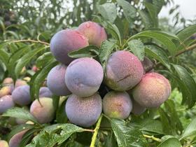 【哈尔滨落地】纯甜多汁小红李，2025新采摘高山茵红李