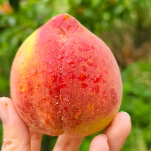 新鲜水果 郧阳青山黄桃 软黄桃（黄桃成熟度较高，介意勿拍）2斤装 商品图1