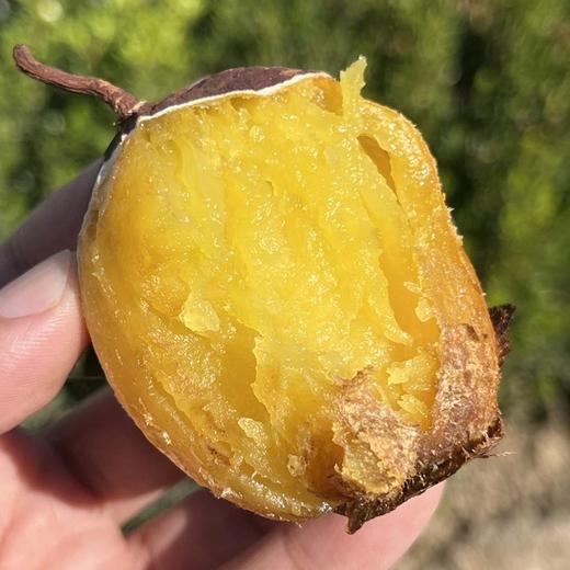 [最农公社]精品红薯5A正宗红瑶红薯金田一薯免洗恒温恒湿糖化工厂定制（推荐烤，也可以蒸） 商品图3