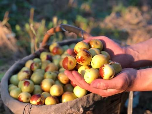 玉贵妃 御唐粹冬枣 商品图2