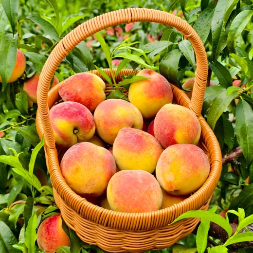 【十堰主城区包邮】新鲜水果 郧阳青山锦绣黄桃 5斤 商品图0