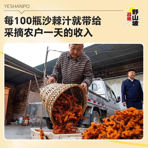 【沙棘原浆、野沙棘小果新鲜压榨、拒绝添加、NFC非浓缩还原汁、沙棘原浆550ml/袋、70%沙棘汁原浆瓶装300ml/瓶*10瓶整箱 商品图3