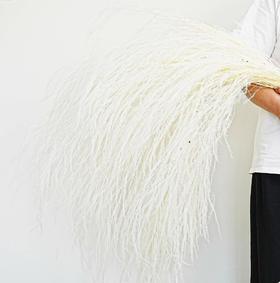 龙须草永生花 --荷兰针茅羽毛草