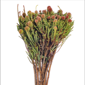 南非花材 | 南非星云果