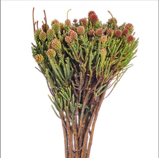 南非花材 | 南非星云果 商品图0