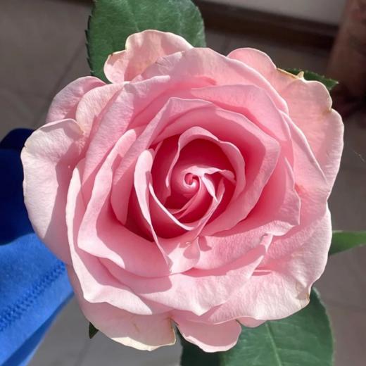 精品国产单头玫瑰粉爱神10支 商品图2